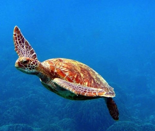 Tortuga marina